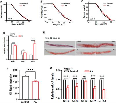 Phloretic acid requires the insulin/IGF-1 pathway and autophagy to enhance stress resistance and extend the lifespan of Caenorhabditis elegans